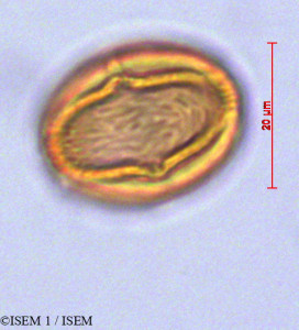 ISEM 1/Poupartia_borbonica_29258/Poupartia_borbonica_29258_0001(copy)_thumb.jpg